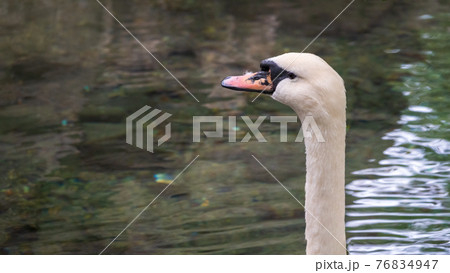 Portrait of a graceful white swan with long neck on green water background. 76834947