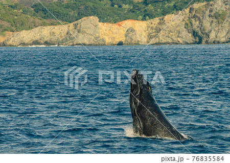 世界遺産　小笠原ザトウクジラ　ヘッドスラップ 76835584