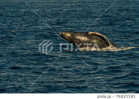 世界遺産　小笠原ザトウ子クジラブリーチの練習 76835585