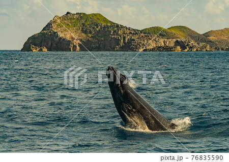 世界遺産　小笠原ザトウクジラ　ヘッドスラップ 76835590