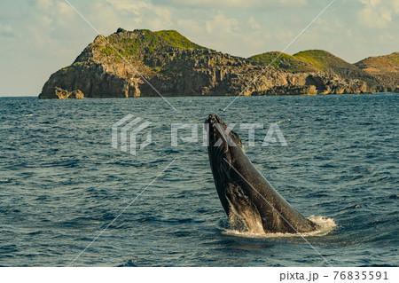 世界遺産　小笠原ザトウクジラ　ヘッドスラップ 76835591