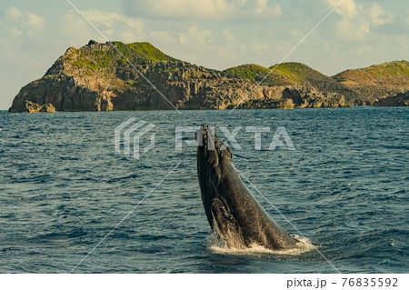 世界遺産　小笠原ザトウクジラ　ヘッドスラップ 76835592