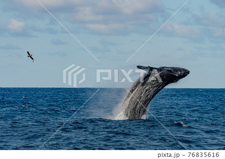 世界遺産 小笠原ザトウクジラ ブリーチ 世界遺産 小笠原ザトウクジラ ブリーチ 76835616