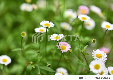 ゲンペイコギク 源平小菊 の花の写真素材 7656