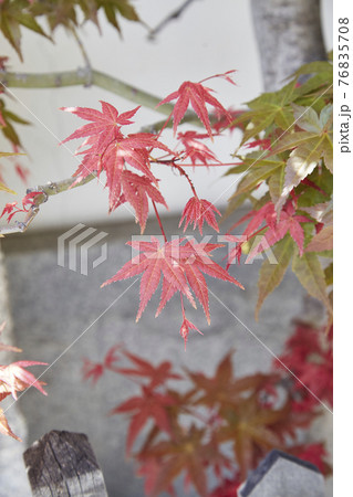 紅葉 齢延寺 生玉 紅葉 齢延寺 生玉 76835708