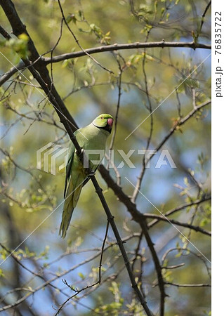 ワカケホンセイインコ ワカケホンセイインコ 76835722