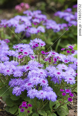 アゲラタムの花が咲いています。学名はAgeratumです。 76835732