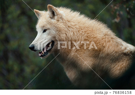 Arctic wolf (Canis lupus arctos), also known as the white wolf or polar wolf 76836158