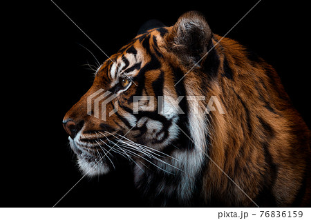 Front view of Sumatran tiger isolated on black background. Portrait of Sumatran tiger (Panthera tigris sumatrae) 76836159