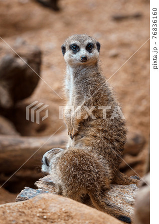 A vertical shot of a cute meerkat  sitting on a wood piece. Meerkat or suricate adult and juvenile. 76836160