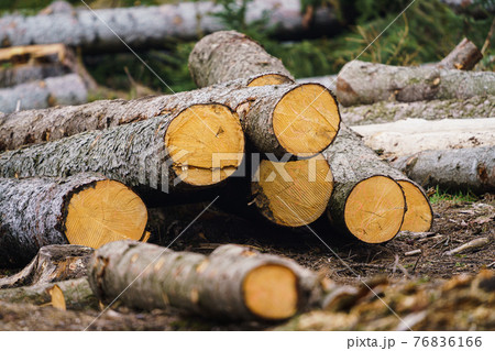 Pile of wood. A view of huge stacks of logs. 76836166