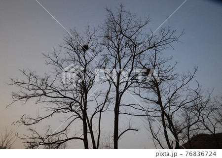 木 空 シックハウス 76836724
