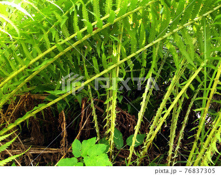Close-up view of green fern plants growing on the summer field. 76837305