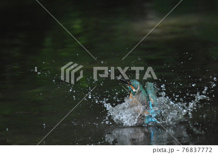 水中から飛び出す瞬間のカワセミ(オス)（根川緑道･立川公園／東京都立川市） 76837772