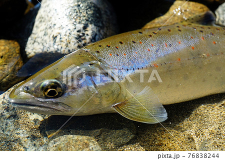 本流のアマゴ 76838244