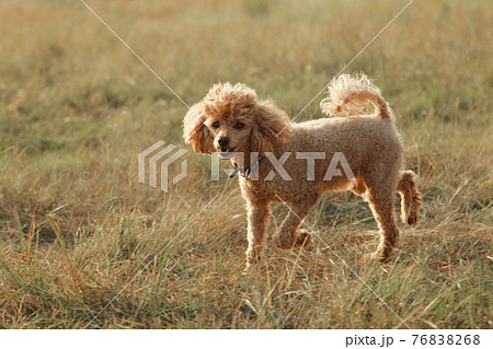 a dog is a man's friend. the puppy outdoor a dog is a man's friend. the puppy outdoor 76838268