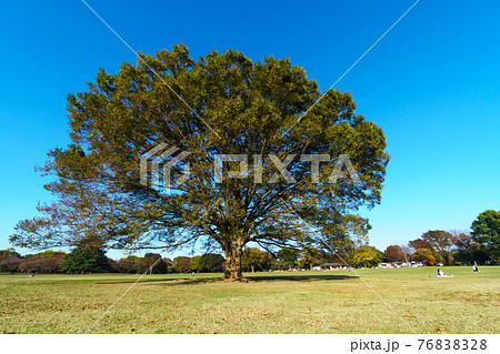 大きな木 大きな木 76838328
