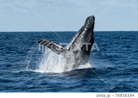 世界遺産　小笠原のザトウクジラ　ブリーチ 76838384