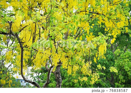 Golden Shower at Santi Chai Prakan Public Park Golden Shower at Santi Chai Prakan Public Park 76838587