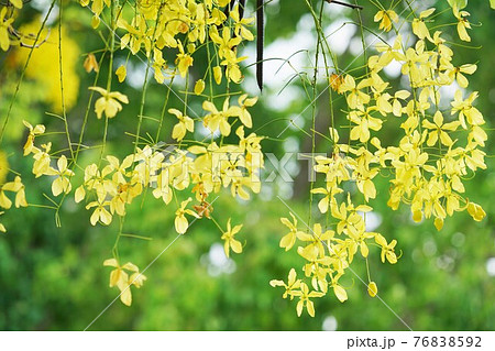 タイ国花ゴールデンシャワー(Golden Shower in Bangkok, Thailand) タイ国花ゴールデンシャワー(Golden Shower in Bangkok, Thailand) 76838592