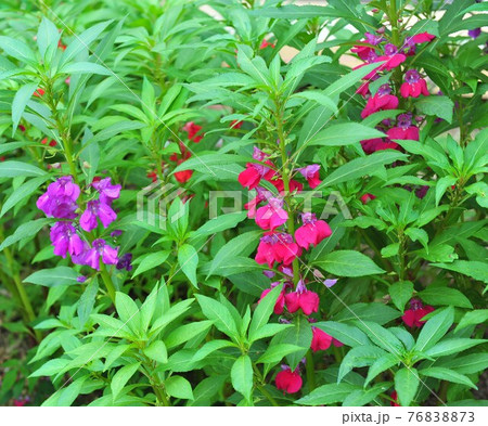 バルサム 花 植物 76838873