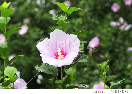 ムクゲ 花 植物 76838877