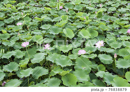 蓮 花 植物 76838879