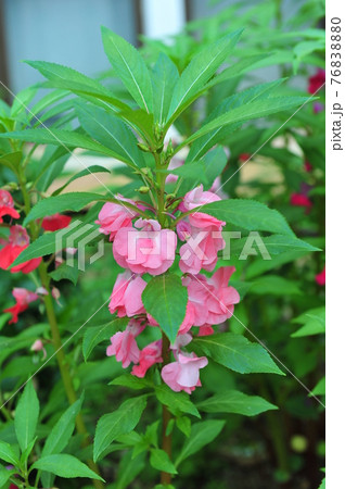 バルサム 花 植物 76838880