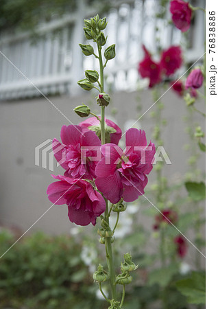 葵 花 野生の花の写真素材 7686