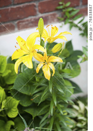 ユリ 成 花 76838887