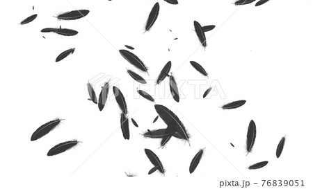 黒い羽根 舞う 白背景 Cg 背景 壁紙のイラスト素材