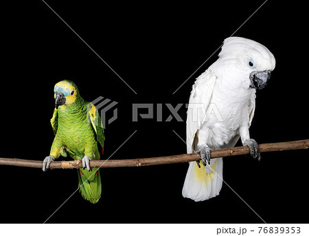 White cockatoo in studio White cockatoo in studio 76839353
