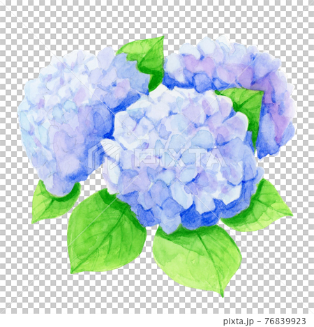 アジサイ 【手描き水彩画】のイラスト素材 [76839923] - PIXTA