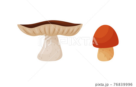 Different Forest Mushrooms with Stem and Cap Isolated on White Background Vector Set 76839996