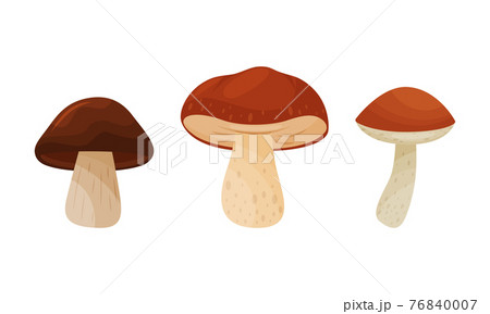 Different Forest Mushrooms with Stem and Cap Isolated on White Background Vector Set 76840007