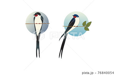 Swallow or Martin as Passerine Bird with Long Tail Perching on Tree Branch Vector Set Swallow or Martin as Passerine Bird with Long Tail Perching on Tree Branch Vector Set 76840054