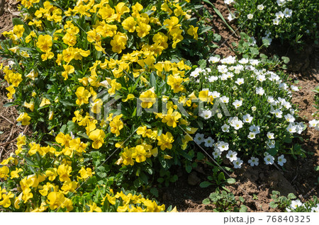 アレナリアの花 アレナリアの花 76840325