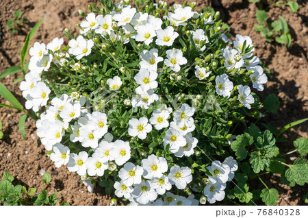 アレナリアの花 76840328