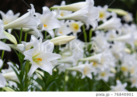 ゆり スカシユリ 透百合 76840901