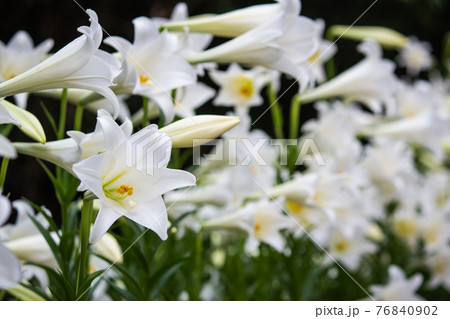 ゆり スカシユリ 透百合 76840902