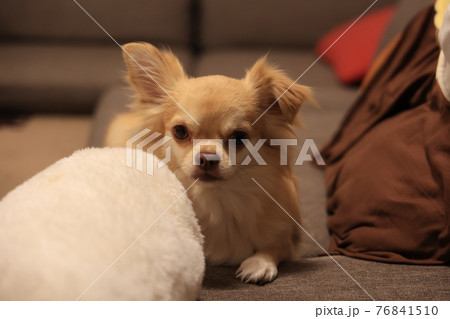 チワワ 76841510