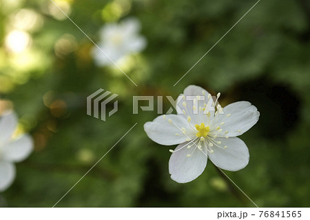ニリンソウの花のマクロ写真 ニリンソウの花のマクロ写真 76841565