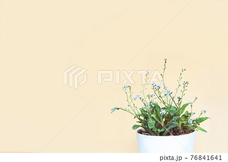 青くて小さい花 わすれな草のボタニカル背景の写真素材