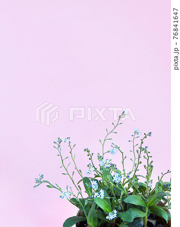 青くて小さい花の華やかなピンク色の背景素材の写真素材