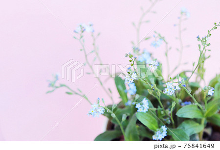 小さくて青い花 わすれな草のファンシーなカラーの背景素材の写真素材