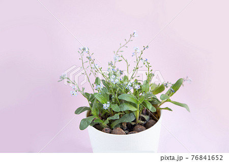 小さくて青い花わすれな草とピンク色の背景素材 76841652