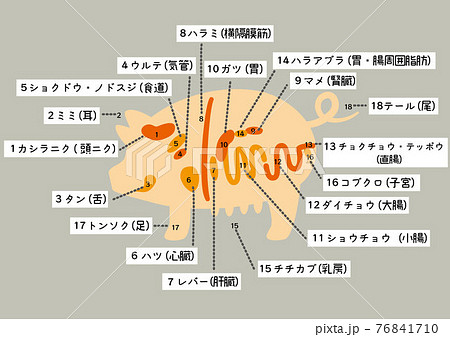 豚内臓図 文字ありのイラスト素材