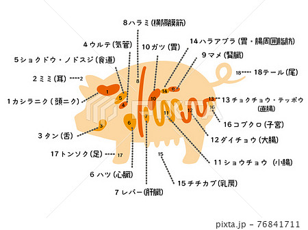 豚内臓図　文字あり白背景 76841711