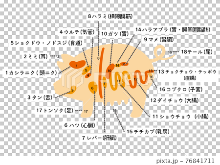 豚内臓図　文字あり白背景 76841711