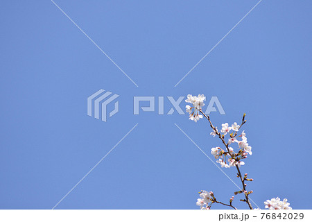 青空バックの桜 青空バックの桜 76842029